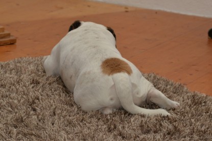 Continental Bulldogs Seeblickbulls Bilderalbum - Indoor-Abenteuer im März 2017