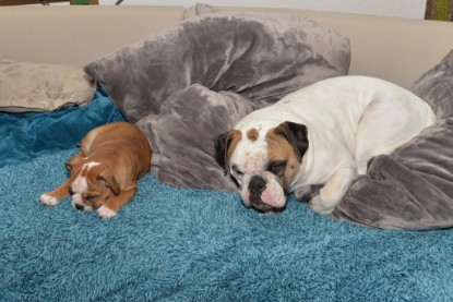 Continental Bulldogs Seeblickbulls Bilderalbum - Indoor-Abenteuer im März 2017