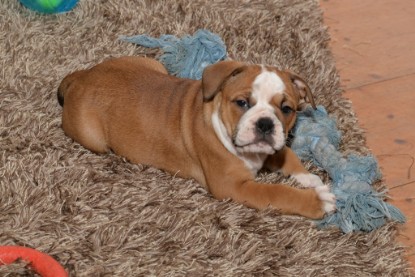 Continental Bulldogs Seeblickbulls Bilderalbum - Indoor-Abenteuer im März 2017