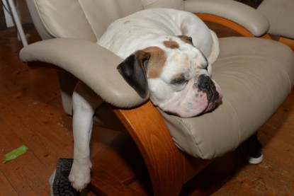 Continental Bulldogs Seeblickbulls Bilderalbum - Indoor-Abenteuer im März 2017