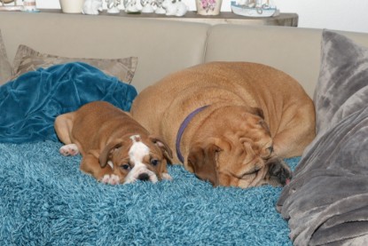 Continental Bulldogs Seeblickbulls Bilderalbum - Indoor-Abenteuer im März 2017