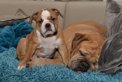 Continental Bulldogs Seeblickbulls Bilderalbum - Indoor-Abenteuer im März 2017