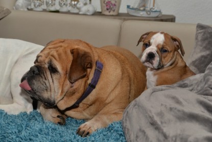 Continental Bulldogs Seeblickbulls Bilderalbum - Indoor-Abenteuer im März 2017