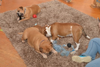 Continental Bulldogs Seeblickbulls Bilderalbum - Indoor-Abenteuer im März 2017