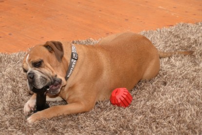 Continental Bulldogs Seeblickbulls Bilderalbum - Indoor-Abenteuer im März 2017