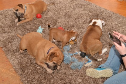 Continental Bulldogs Seeblickbulls Bilderalbum - Indoor-Abenteuer im März 2017