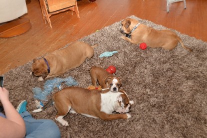 Continental Bulldogs Seeblickbulls Bilderalbum - Indoor-Abenteuer im März 2017