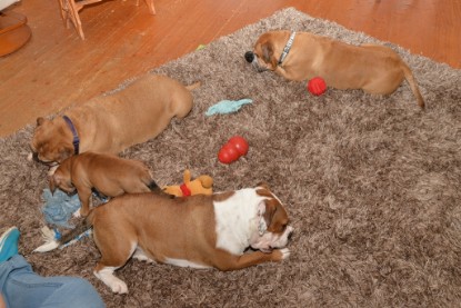 Continental Bulldogs Seeblickbulls Bilderalbum - Indoor-Abenteuer im März 2017