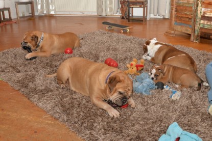 Continental Bulldogs Seeblickbulls Bilderalbum - Indoor-Abenteuer im März 2017