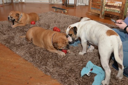 Continental Bulldogs Seeblickbulls Bilderalbum - Indoor-Abenteuer im März 2017