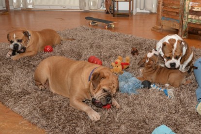 Continental Bulldogs Seeblickbulls Bilderalbum - Indoor-Abenteuer im März 2017