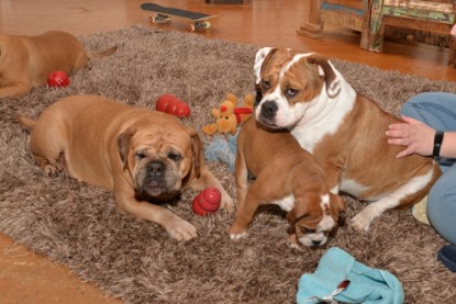 Continental Bulldogs Seeblickbulls Bilderalbum - Indoor-Abenteuer im März 2017