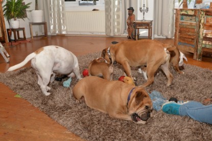 Continental Bulldogs Seeblickbulls Bilderalbum - Indoor-Abenteuer im März 2017