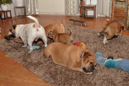 Continental Bulldogs Seeblickbulls Bilderalbum - Indoor-Abenteuer im März 2017