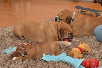 Continental Bulldogs Seeblickbulls Bilderalbum - Indoor-Abenteuer im März 2017