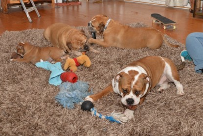 Continental Bulldogs Seeblickbulls Bilderalbum - Indoor-Abenteuer im März 2017