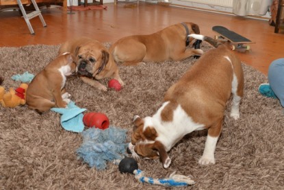 Continental Bulldogs Seeblickbulls Bilderalbum - Indoor-Abenteuer im März 2017