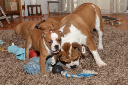 Continental Bulldogs Seeblickbulls Bilderalbum - Indoor-Abenteuer im März 2017