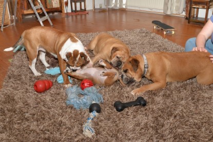 Continental Bulldogs Seeblickbulls Bilderalbum - Indoor-Abenteuer im März 2017