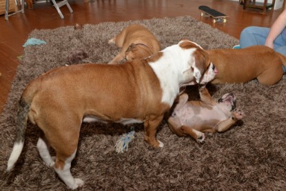 Continental Bulldogs Seeblickbulls Bilderalbum - Indoor-Abenteuer im März 2017