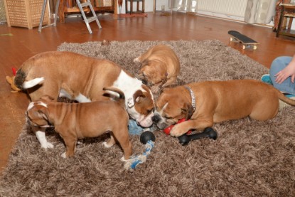 Continental Bulldogs Seeblickbulls Bilderalbum - Indoor-Abenteuer im März 2017