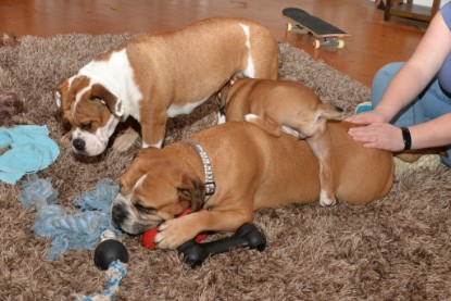 Continental Bulldogs Seeblickbulls Bilderalbum - Indoor-Abenteuer im März 2017