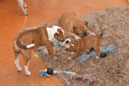 Continental Bulldogs Seeblickbulls Bilderalbum - Indoor-Abenteuer im März 2017