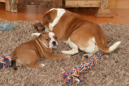 Continental Bulldogs Seeblickbulls Bilderalbum - Indoor-Abenteuer im März 2017