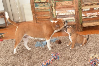 Continental Bulldogs Seeblickbulls Bilderalbum - Indoor-Abenteuer im März 2017