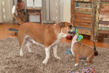 Continental Bulldogs Seeblickbulls Bilderalbum - Indoor-Abenteuer im März 2017