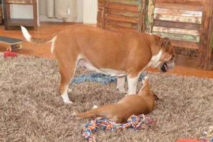 Continental Bulldogs Seeblickbulls Bilderalbum - Indoor-Abenteuer im März 2017