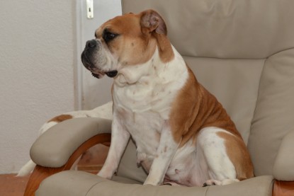 Continental Bulldogs Seeblickbulls Bilderalbum - Indoor-Abenteuer im März 2017