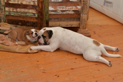 Continental Bulldogs Seeblickbulls Bilderalbum - Indoor-Abenteuer im März 2017