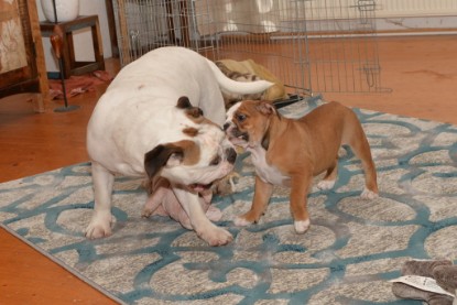 Continental Bulldogs Seeblickbulls Bilderalbum - Indoor-Abenteuer im März 2017