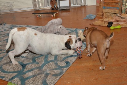 Continental Bulldogs Seeblickbulls Bilderalbum - Indoor-Abenteuer im März 2017