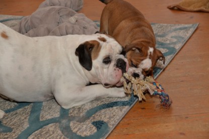 Continental Bulldogs Seeblickbulls Bilderalbum - Indoor-Abenteuer im März 2017