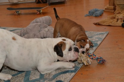 Continental Bulldogs Seeblickbulls Bilderalbum - Indoor-Abenteuer im März 2017