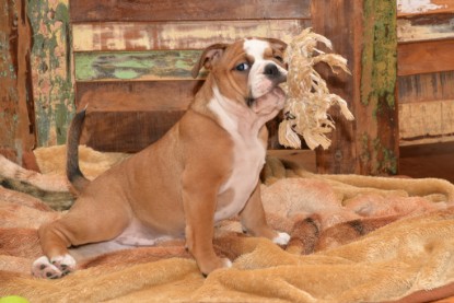 Continental Bulldogs Seeblickbulls Bilderalbum - Indoor-Abenteuer im März 2017