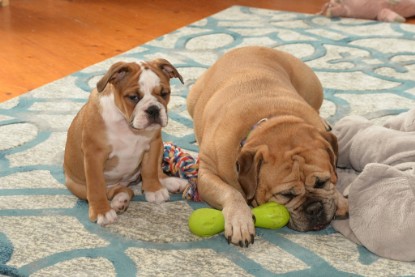 Continental Bulldogs Seeblickbulls Bilderalbum - Indoor-Abenteuer im März 2017