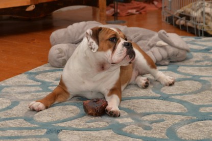 Continental Bulldogs Seeblickbulls Bilderalbum - Indoor-Abenteuer im März 2017