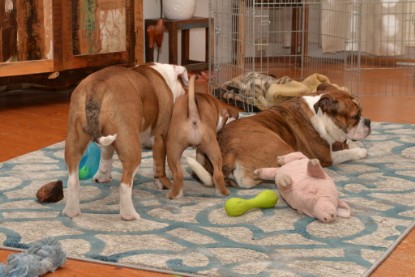 Continental Bulldogs Seeblickbulls Bilderalbum - Indoor-Abenteuer im März 2017