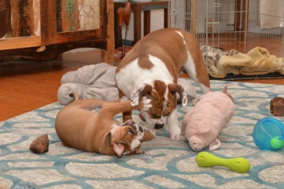 Continental Bulldogs Seeblickbulls Bilderalbum - Indoor-Abenteuer im März 2017