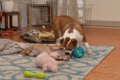 Continental Bulldogs Seeblickbulls Bilderalbum - Indoor-Abenteuer im März 2017