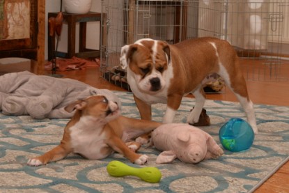 Continental Bulldogs Seeblickbulls Bilderalbum - Indoor-Abenteuer im März 2017