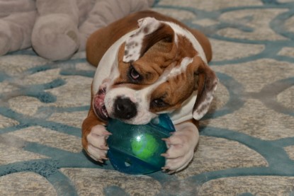 Continental Bulldogs Seeblickbulls Bilderalbum - Indoor-Abenteuer im März 2017