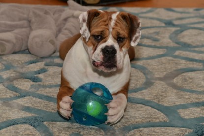 Continental Bulldogs Seeblickbulls Bilderalbum - Indoor-Abenteuer im März 2017