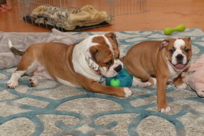 Continental Bulldogs Seeblickbulls Bilderalbum - Indoor-Abenteuer im März 2017