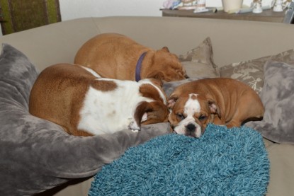 Continental Bulldogs Seeblickbulls Bilderalbum - Indoor-Abenteuer im März 2017