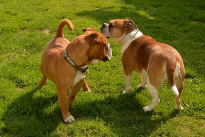 Continental Bulldogs Seeblickbulls Bilderalbum - Pickwick Urano