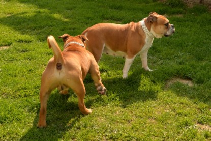 Continental Bulldogs Seeblickbulls Bilderalbum - Pickwick Urano